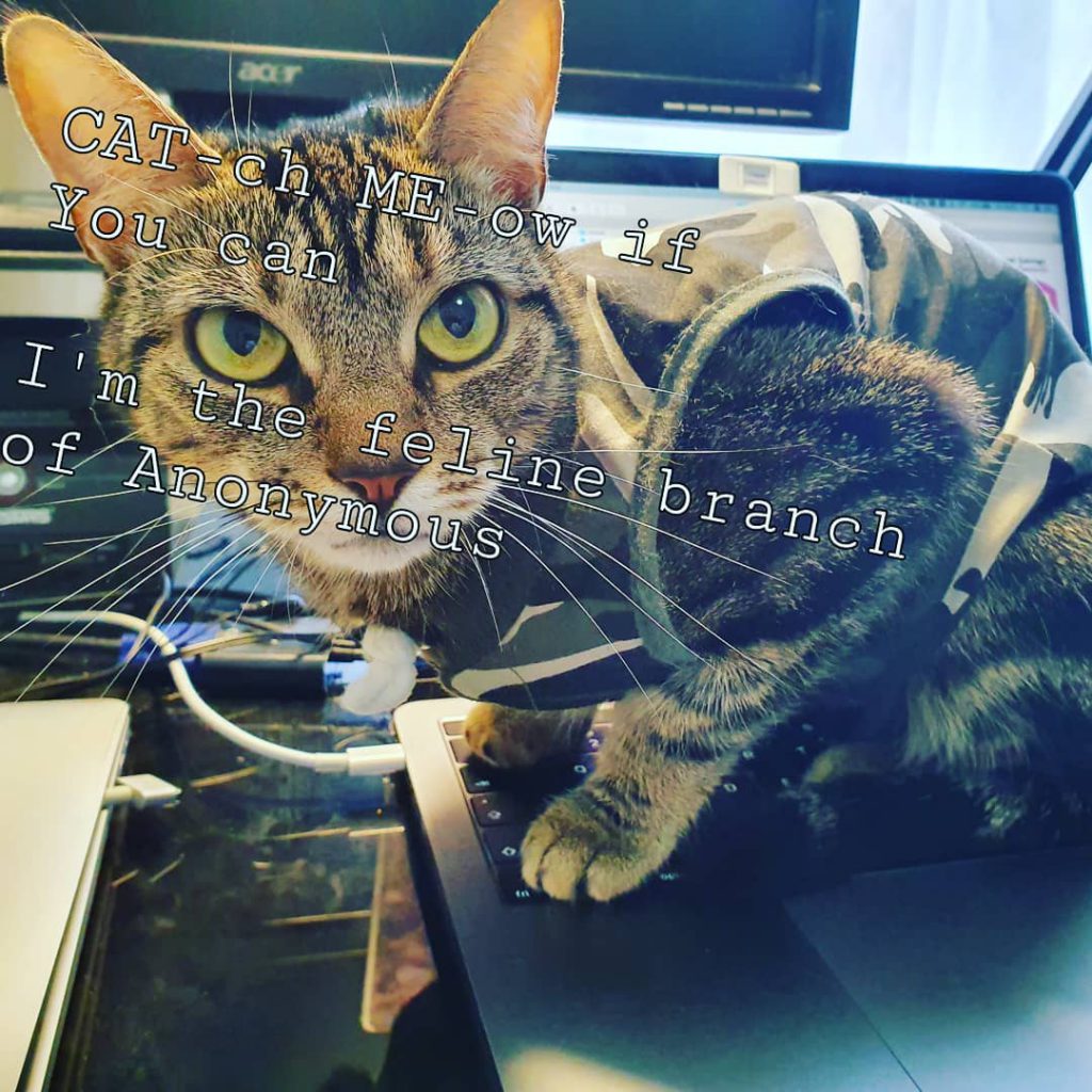 ColinHumphrey: www.colinhumphrey.co.uk, cat, pic