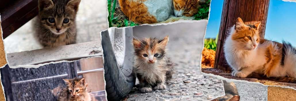 The Invisible Hand of the Universe: Navigating the Cat Distribution System