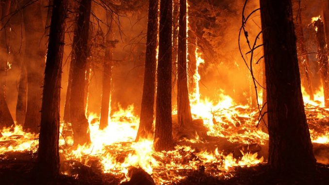 Canva - Wildfire in the Forest