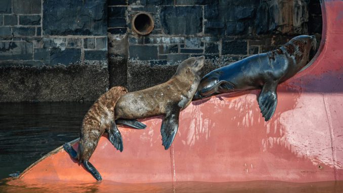 Canva - Seals on Water Fountain