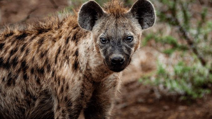 Canva - Close-up Photography of Hyena