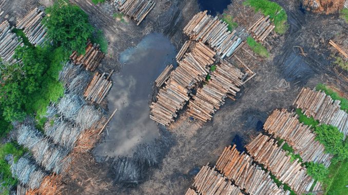Canva - Bird's Eye View of Woodpile